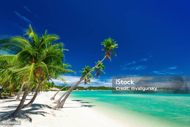 Palm Trees Over White Beach On A A Plantation Island Fiji Stock Photo - Download Image Now