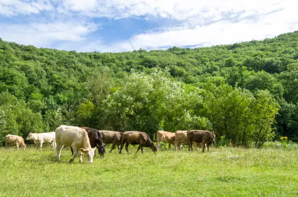 Photo of Cattle grazing in a green field by the woods in summer