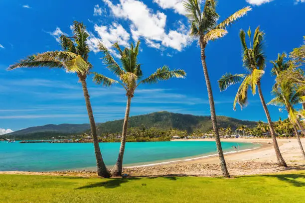 Sunny day on sandy beach with palm trees, Airlie Beach, Whitsundays, Queensland Australia