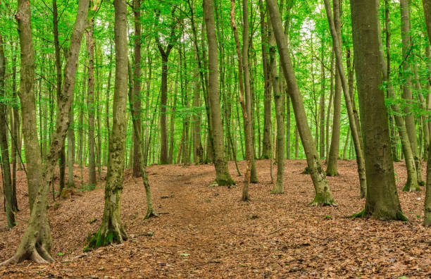 istock Idyllic nature scenery, tree trunks in green forest 951097588