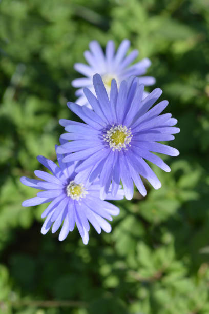 Blue anemone flowers Blue anemone flowers - Latin name - Anemone apennina anemone apennina stock pictures, royalty-free photos & images