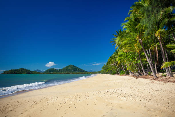 istock Palm trees on the tropical beach, Palm Cove, Australia 951097844