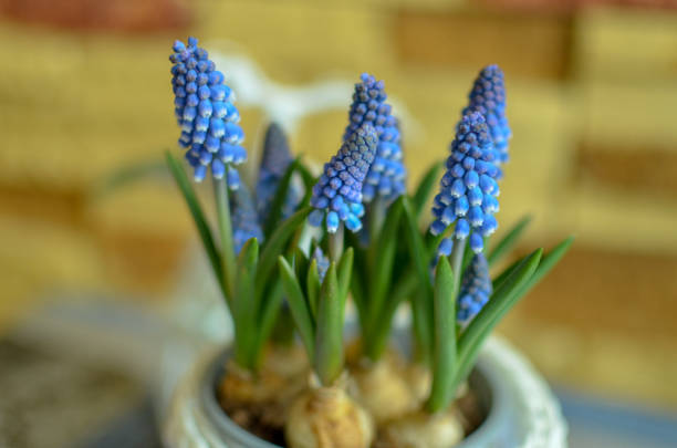 istock Blue Muscari closeup on blured background 951098056