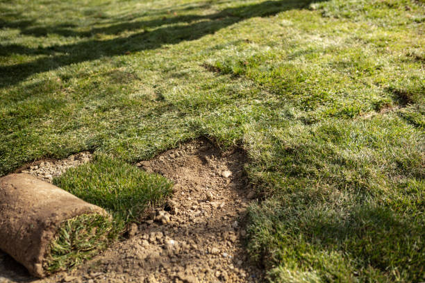 istock Laying sod for new garden lawn 951101456