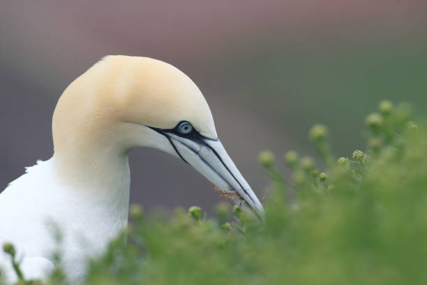 istock Northern Gannet (Morus bassanus) Heligoland Germany 951101778