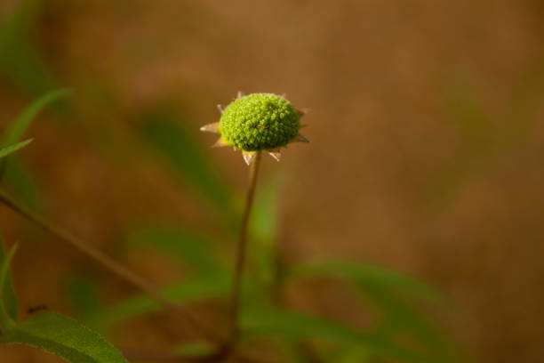 Garden bush flower, small petals and big green crumb