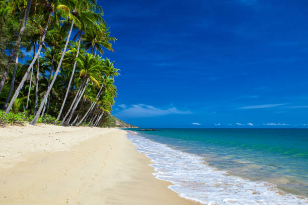 istock Deserted tropical beach with palm trees in north Queensland 951104882