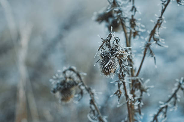 istock Burdock after a frost 2775. 951105062