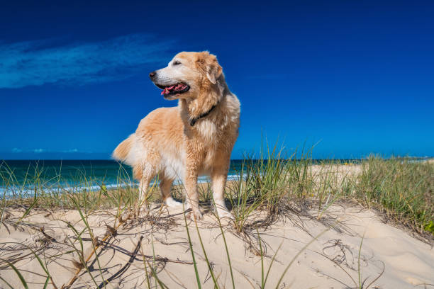 istock Golden retriever on a sandy dune overlooking tropical beach 951105762