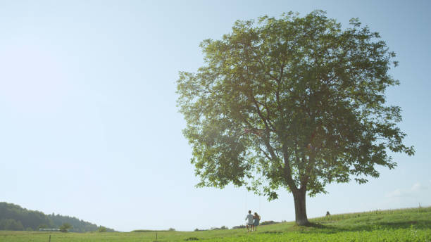 istock SILHOUETTE: Unrecognizable man and woman swaying on rope swing under big tree. 951106272