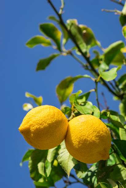 istock Lemon tree with ripe yellow fruit and blue sunny sky background 951106534