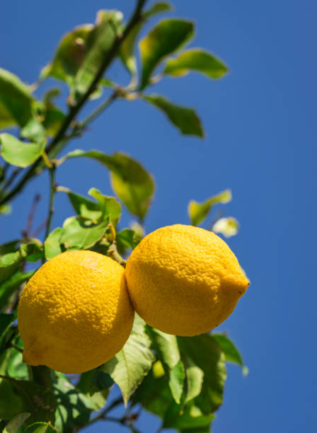 istock Ripe yellow lemon fruits hanging on tree 951106538