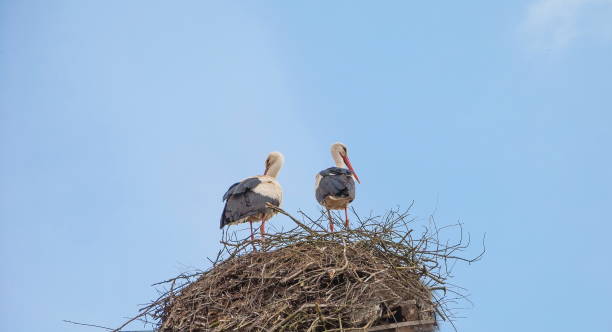 istock Family of storks 951106584