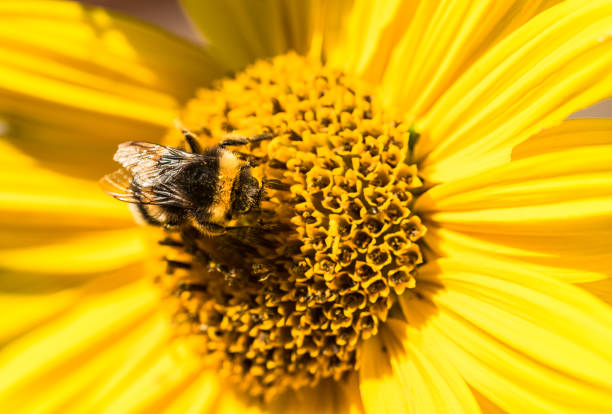 istock Bumblebee sucking nectar on yellow flower 951106654