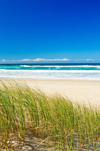 istock Grass and sandy beach on the Gold Coast Queensland 951107128