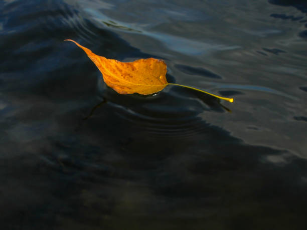 istock Yellow autumn leaf on the water surface. 951109840