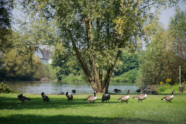 istock Teals in public park at riverside of Neckar River 951109966