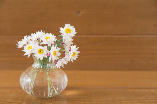 istock White flower of the Compositae 951111934