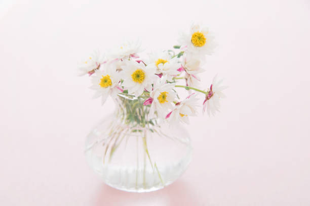 istock White flower of the Compositae 951112298