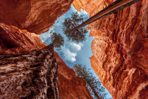 Looking Up Bryce Canyon Nation Park Pines
