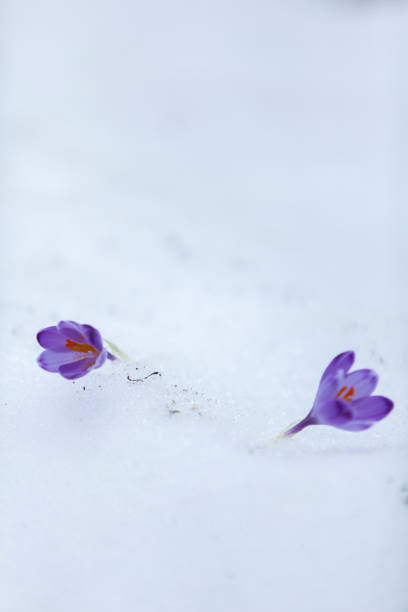 istock Crocus flowers on the first days of spring 951114034