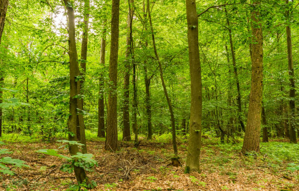 istock Woodland trees with lush green foliage 951116680