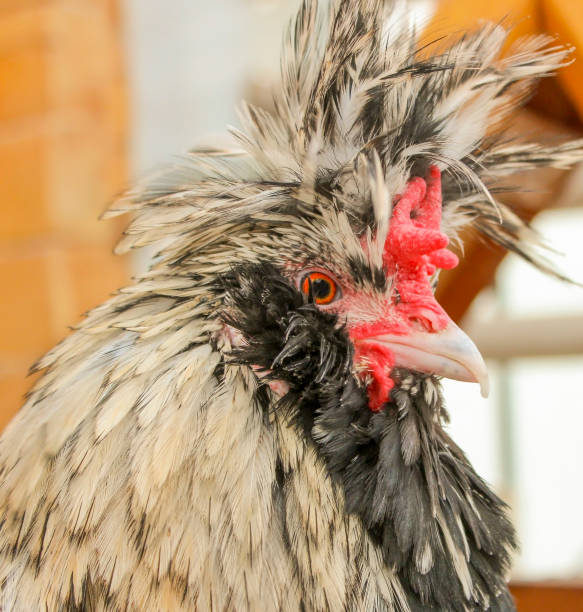 istock Portrait of a spotted rooster 951117286