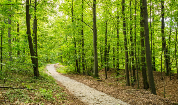 istock Beautiful path through woodland with green beech trees and idyllic sunlight 951117612