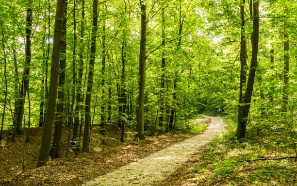 istock Path in green forest with lush foliage on a sunny day 951117920