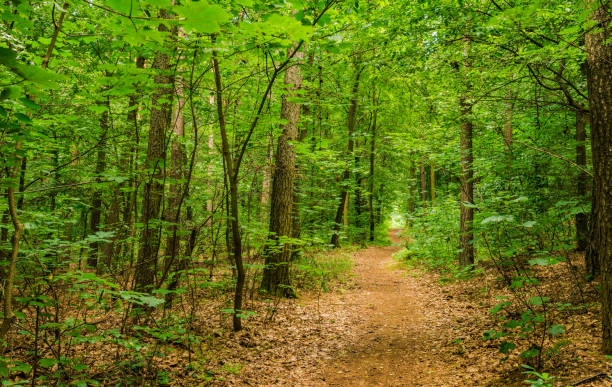 istock Forest track along trees with fresh green leaves 951121122