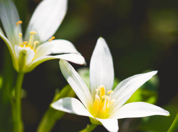 istock Beautiful white wild flowers 951121792