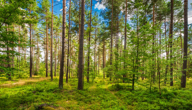 istock Beautiful green pine tree forest with blue sunny sky 951122108