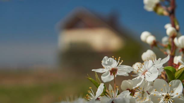 White cherry blossoms as a natural border foreground and blured home on background. Real estate concept and copy space.