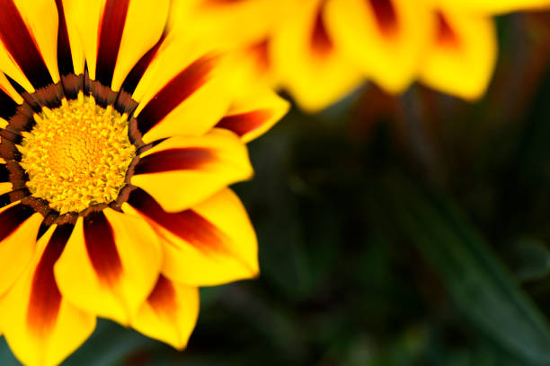 istock Beautiful Gazania Flower, Close Up, Macro 951125260