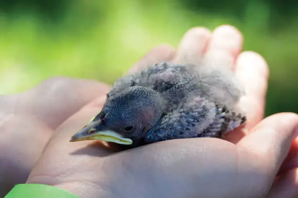 Photo of Chick-pigeon laying in palm