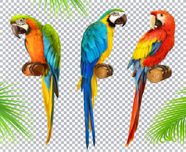 ilustraciones, imágenes clip art, dibujos animados e iconos de stock de loro de ara. guacamayo. foto realistas 3d vector icon set - loro