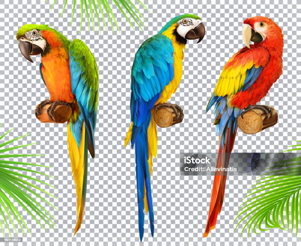 Ara parrot. Macaw. Photo realistic 3d vector icon set Parrot stock vector