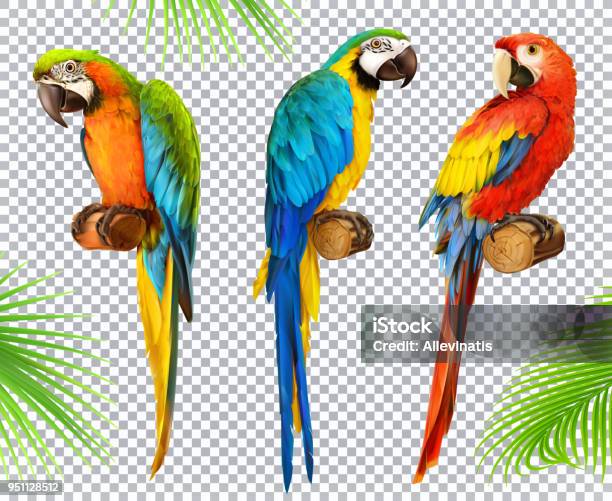 Ara Parrot Macaw Photo Realistic 3d Vector Icon Set Stock Illustration - Download Image Now