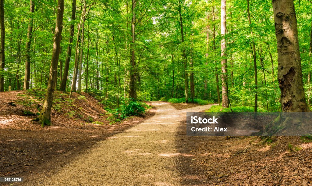 Crossroad two ways, choose the way Forked roads right and left in green forest Footpath Stock Photo