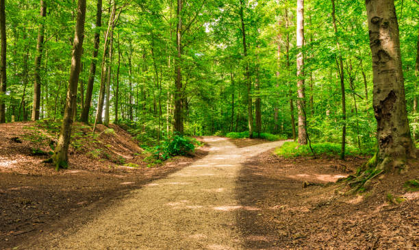 Crossroad two ways, choose the way Forked roads right and left in green forest track stock pictures, royalty-free photos & images