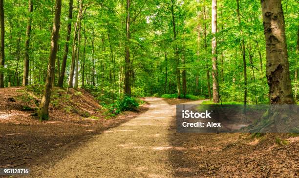 Crossroad Two Ways Choose The Way Stock Photo - Download Image Now - Footpath, Forest, Dirt Road