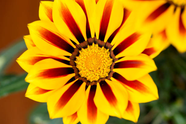 istock Beautiful Gazania Flower, Close Up, Macro 951131356