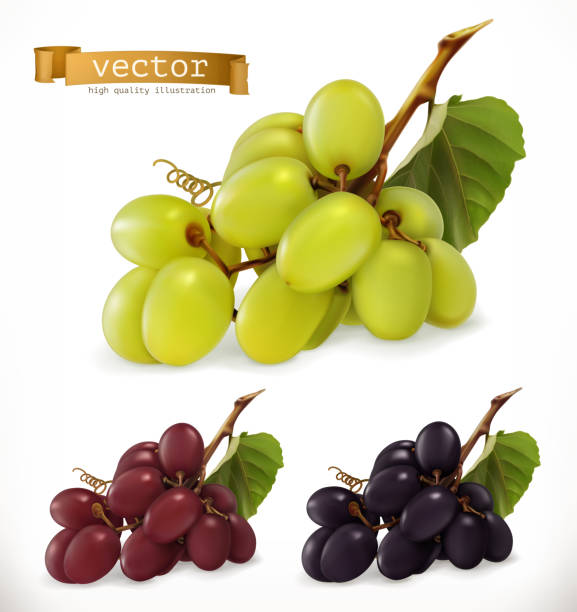 Red and white table grapes, wine grapes. Fresh fruit, 3d vector icon set Red and white table grapes, wine grapes. Fresh fruit, 3d vector icon set wine and oenology graphic stock illustrations