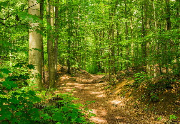 istock Idyllic trail in green forest with lush foliage 951132670