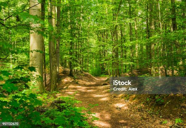 Idyllic Trail In Green Forest With Lush Foliage Stock Photo - Download Image Now - Woodland, Backgrounds, Bright