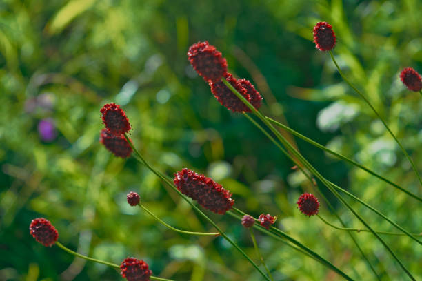 istock Great burnet Sanguisorba officinalis 951132958