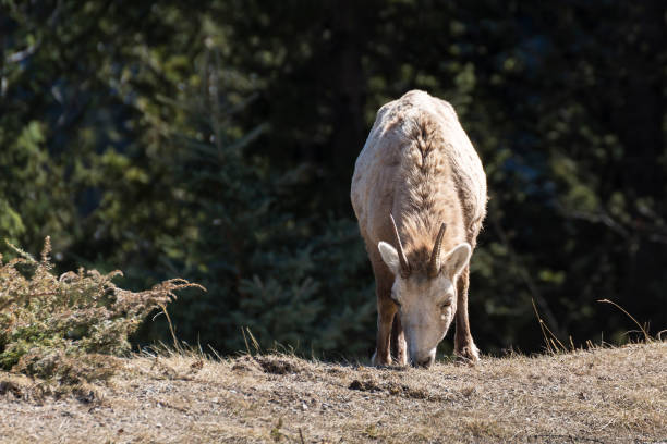 istock Rocky Mountain Sheep in Banff 951133822
