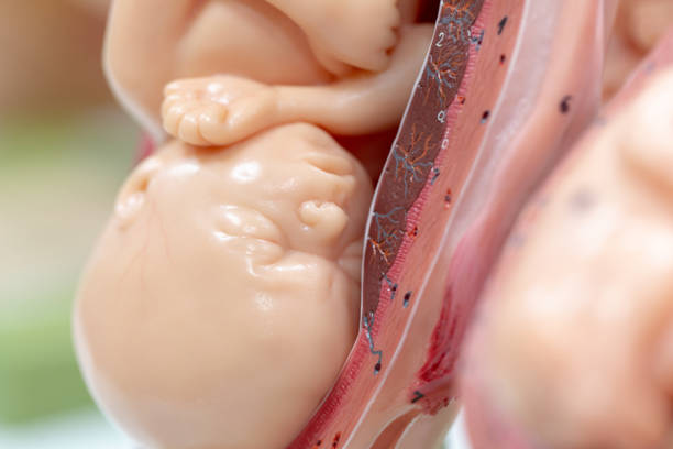 istock Embryo model, fetus for classroom education. 951134908