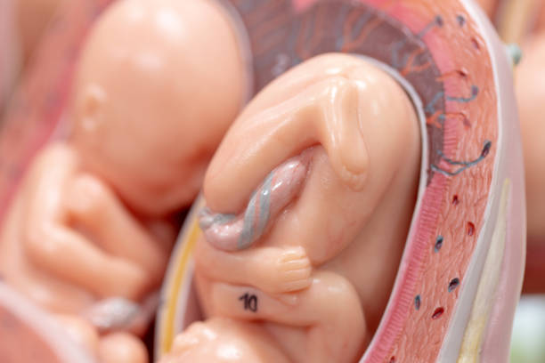 istock Embryo model, fetus for classroom education. 951135108