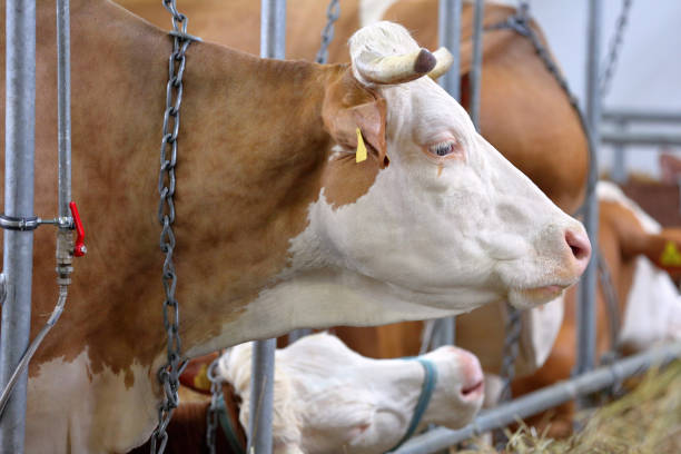 istock Brown cows in the stable on farm 951136416